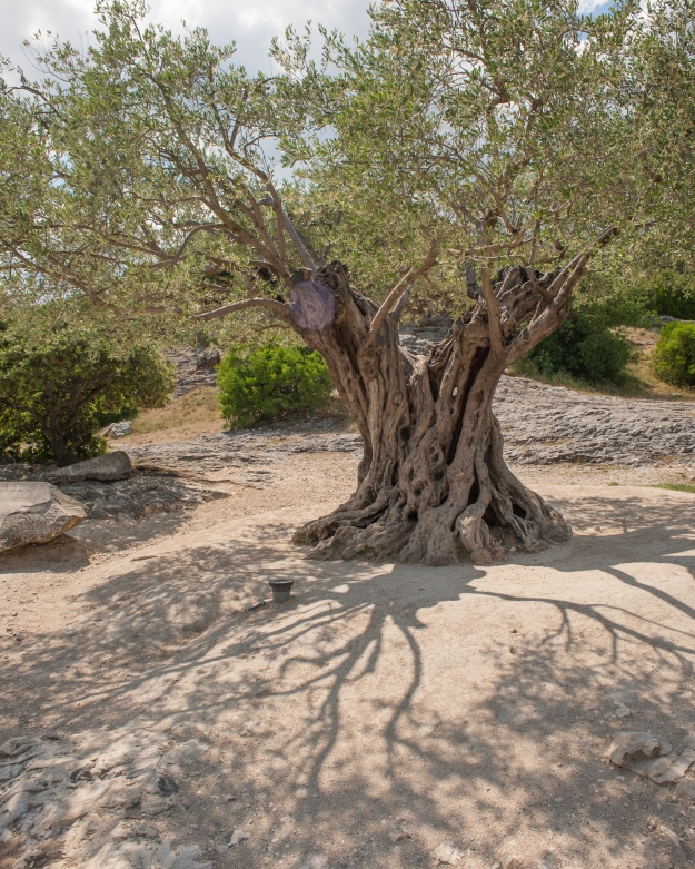 A 1,000 old Olive tree at Pont du Gard, Gard, France